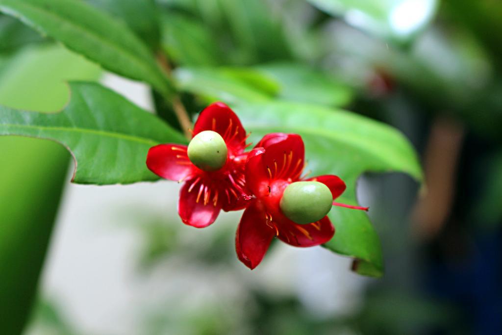 Garden Guesthouse Kampong Chhnang Eksteriør billede
